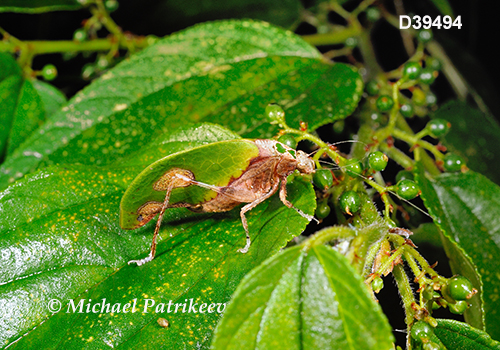 Deadleaf Katydid (Pycnopalpa bicordata)